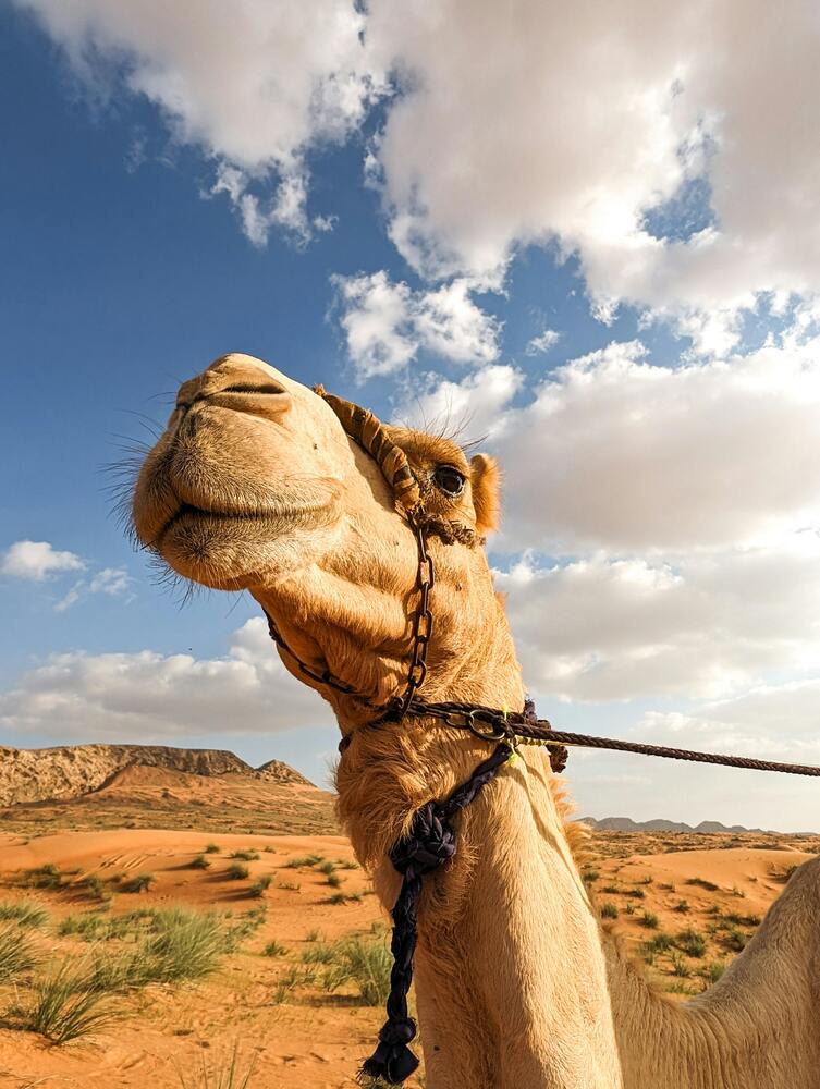 pexels mohamedelaminemsiouri 28291075